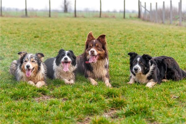 夢見很多狗咬自己_周公解夢