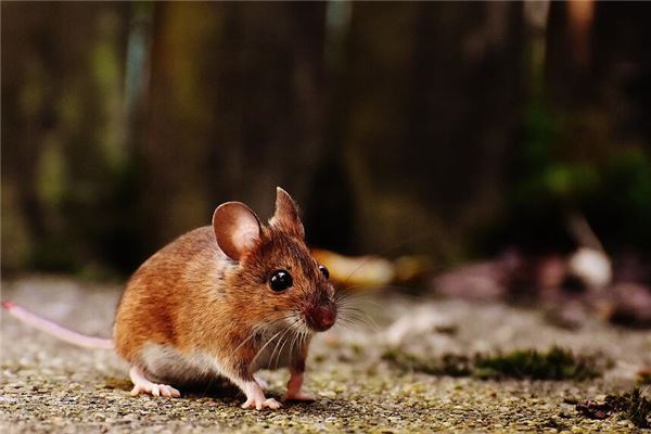 夢見老鼠追著我跑_周公解夢