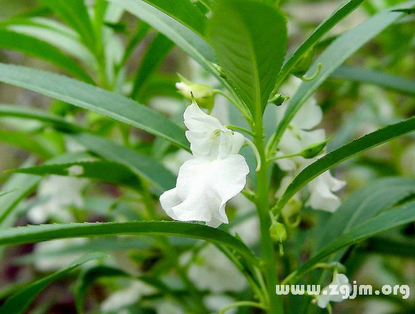 鳳仙花的花語