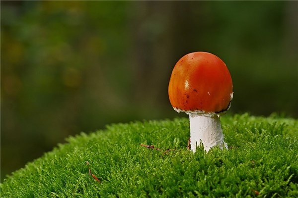 夢到紅菇有什麼說法_周公解夢