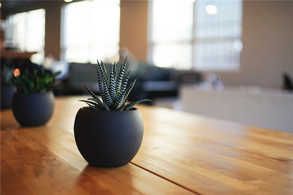 夢見綠植盆栽_周公解夢