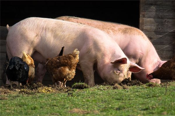 女人夢見豬跑了_周公解夢