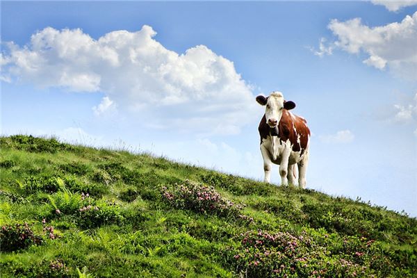 夢見牛是什麼意思_周公解夢