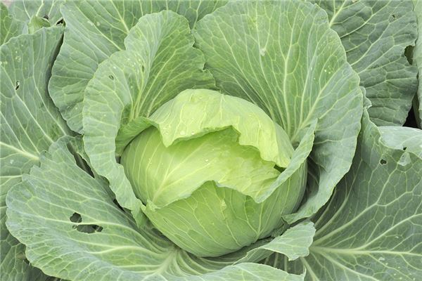 夢到吃包菜啥意思_周公解夢