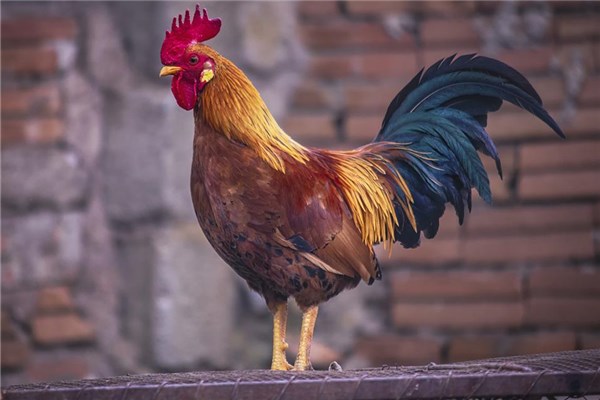 夢見追雞怎么說_周公解夢