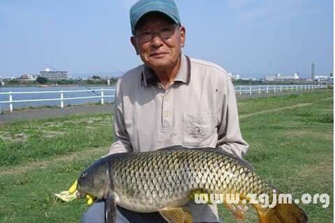 夢見鯉魚