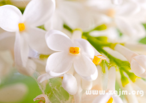 夢見白色鮮花