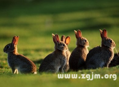 夢見一群兔子