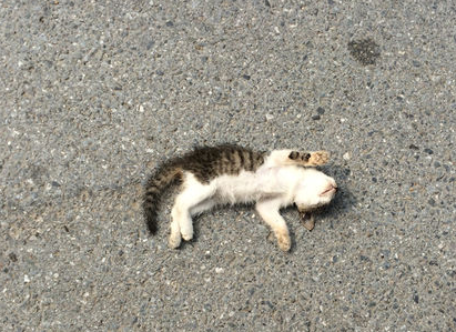 夢見貓被車壓死