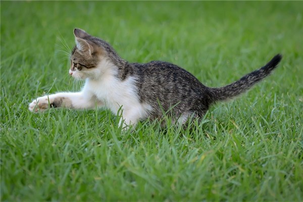 夢見被貓襲擊是好是壞_周公解夢