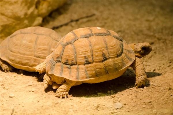 女人夢見兩個烏龜好嗎_周公解夢