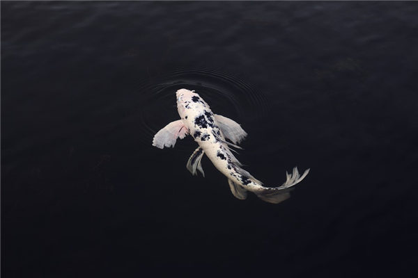 夢見水魚_周公解夢