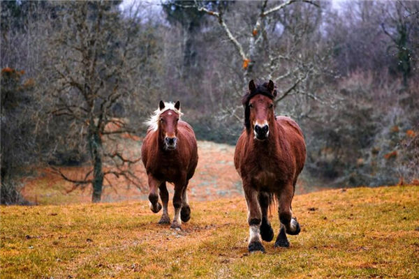 屬馬男變心的特點_十二生肖