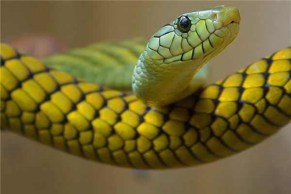 夢見有蛇進屋驅趕蛇_周公解夢