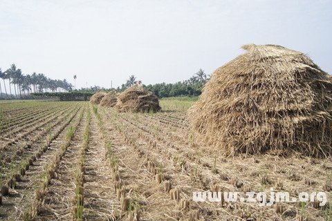 夢見稻草 麥 禾苗