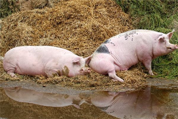 夢到了殺母豬是什麼徵兆_周公解夢