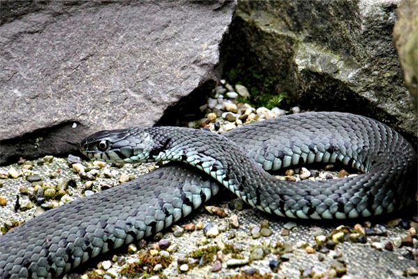 夢見打蛇打死了_周公解夢