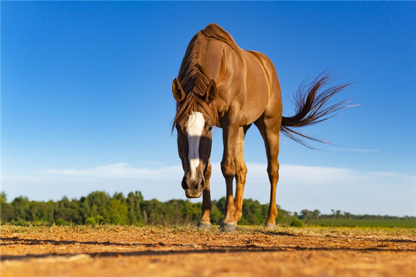 生肖屬馬的男人缺點_十二生肖