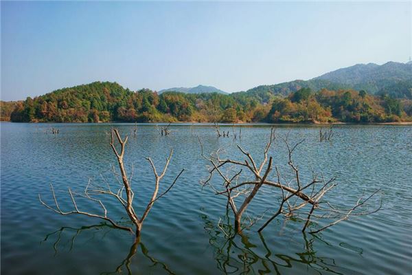 女人夢見樹枝斷了_周公解夢