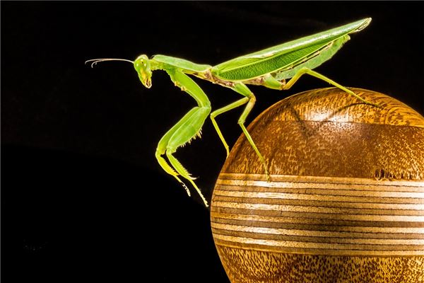 夢見抓螳螂_周公解夢