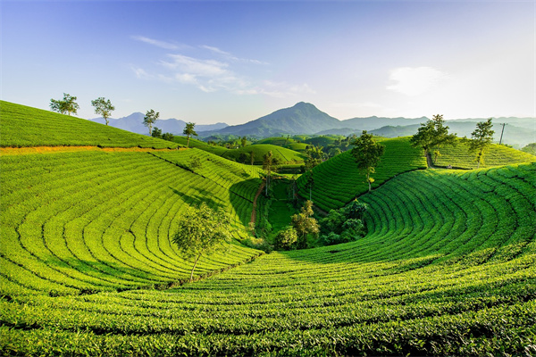 夢到了種茶樹會是什麼預兆_周公解夢