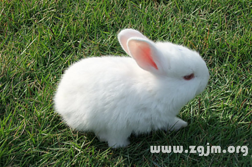 夢見白色兔子