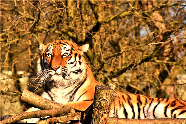 夢到了在車底下是好是壞_周公解夢官網