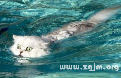夢見貓在水裡