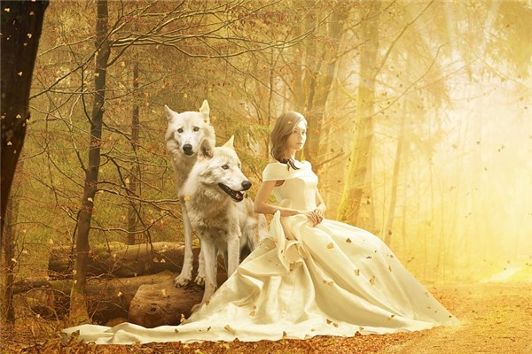 夢到餵狼是凶兆還是吉兆_周公解夢