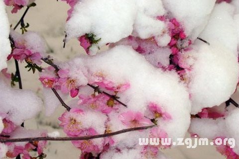 夢見雪中開花