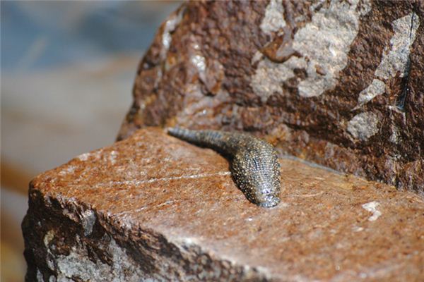 夢見馬黃咬我_周公解夢