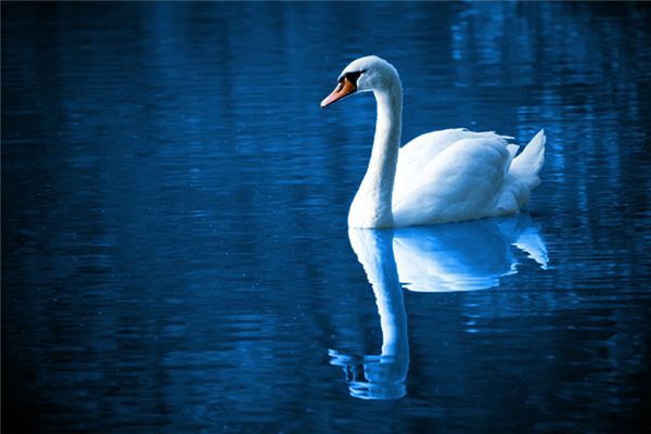 女人夢到動物_周公解夢