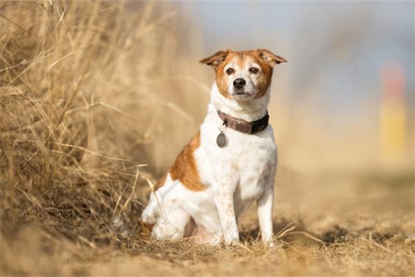 夢見狗丟了到處找_周公解夢