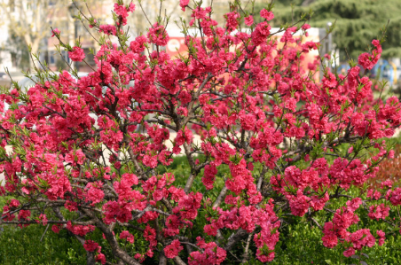 夢見滿樹的桃花