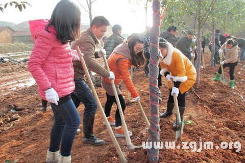 夢見種樹 栽樹