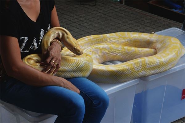 夢見被蟒蛇咬_周公解夢