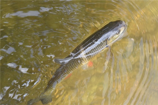 夢到鏈魚是好事還是壞事_周公解夢