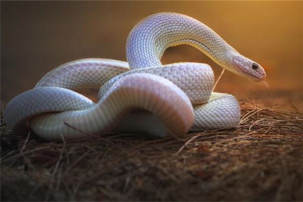 夢見很多毒蛇是什麼意思_周公解夢