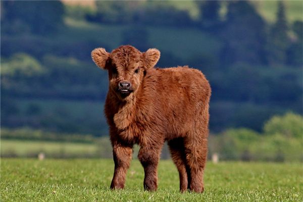 1973年出生的人屬什麼生肖？2019年的運勢如何？_十二生肖