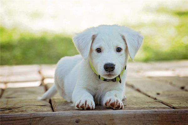 懷孕夢見被狗咬_周公解夢