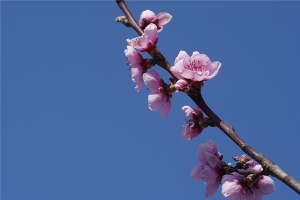 夢見桃樹枝好不好_周公解夢