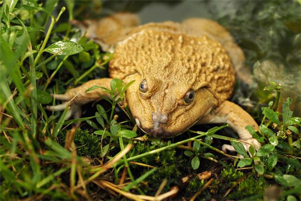 做夢夢見癩蛤蟆_周公解夢