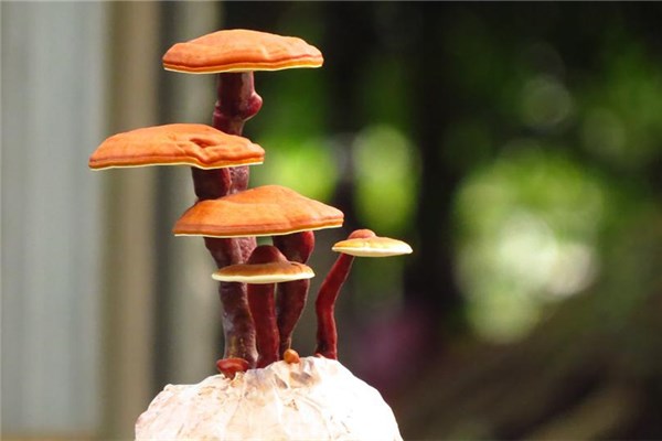 夢見采靈芝是什麼兆頭_周公解夢