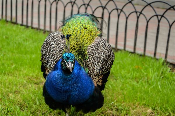 夢見孔雀意味著什麼_周公解夢