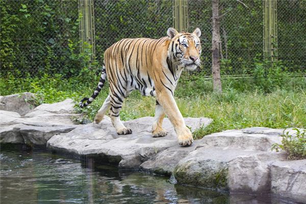 夢見老虎入宅_周公解夢