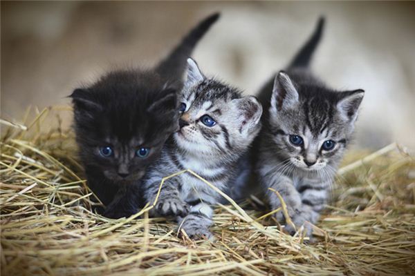 夢見貓生孩子_周公解夢