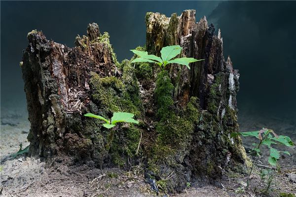 女人夢到樹枝發芽_周公解夢