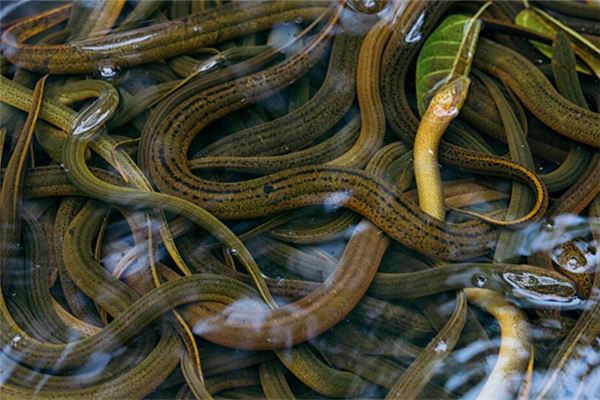 女人夢見很多鱔魚_周公解夢