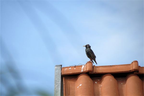 夢見鳥入宅_周公解夢