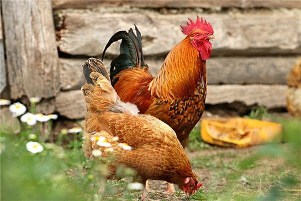 夢見自己殺雞_周公解夢